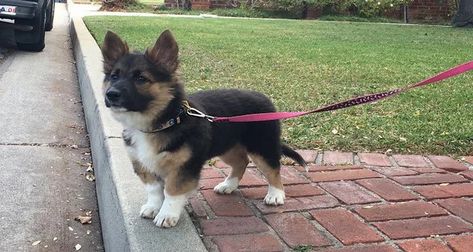 Dog fans on Twitter: "Corgi and German Shepard mix #dogs #dogsoftwitter #DogsofTwittter… " German Shepherd Corgi Mix, Miniature German Shepherd, Corgi German Shepherd, Corgi Mix Breeds, Loyal Dog Breeds, Athletic Dogs, German Shepherd Mix, Bulldog Breeds, Corgi Mix