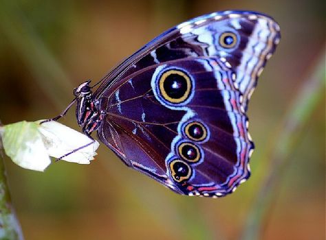 I ❤ butterflies . . . Blue Morpho Butterfly Moth Caterpillar, Blue Morpho, Beautiful Bugs, Butterfly Pictures, All Things Purple, Foot Tattoos, Purple Butterfly, Butterfly Garden, Butterfly Flowers