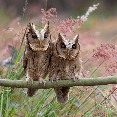 Scops Owl, Awesome Owls, Owl Photography, Owl Photos, Owl Pictures, Beautiful Owl, Owl Lovers, Owl Bird, Bird Photo