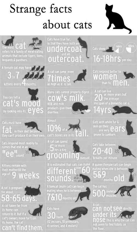 Cats Training, Cats Poses, Biting People, Cats Tips, Facts About Cats, Cat Tips, Cat Whisperer, Strange Facts, Cats Photos