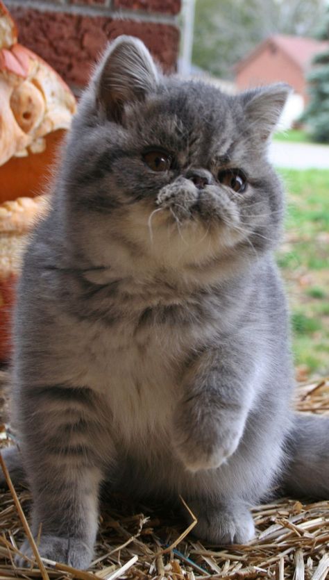 Exotic short hair gray!  I love the looks of this cat!  Looks sooo soft & lovey!  :) #persiancatgrey Cat Adorable, Cats Face, Exotic Shorthair Cat, Beautiful Ball, Exotic Shorthair, Persian Cats, Exotic Cats, Hair Gray, Shake Hands