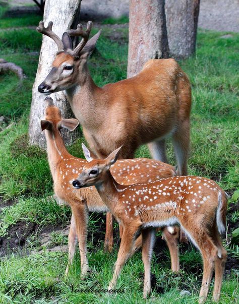 Buck and fawns Whitetail Deer Pictures, Deer Photos, Deer Pictures, Deer Family, Whitetail Deer, Cute Wild Animals, Baby Deer, Wildlife Animals, Cute Animal Pictures