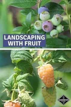 Plant an edible landscape. Follow these tips to landscaping with fruit. #gardeningchannel #fruitgardening #growingfruit #landscaping Service Berry Tree Landscaping, Backyard Edible Landscaping, Fruit And Flower Garden, Berry Fence Ideas, Fruit Tree Front Yard Landscaping, Soft Fruit Garden, Edible Landscaping Front Yard Design, Landscaping With Edible Plants, Berry Garden Layout Design