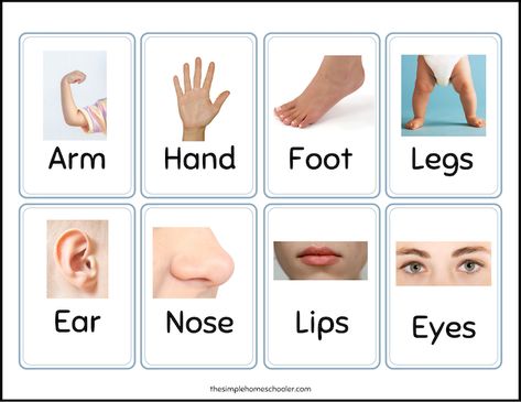 Body Parts For Kids Free Printable, Free Human Body Printables, Human Body Parts Name, Body Parts Flashcards, Body Parts Flashcards Free Printable, Parts Of The Body In English, Picture Of Body Parts, Montessori Jobs, Human Body Printables