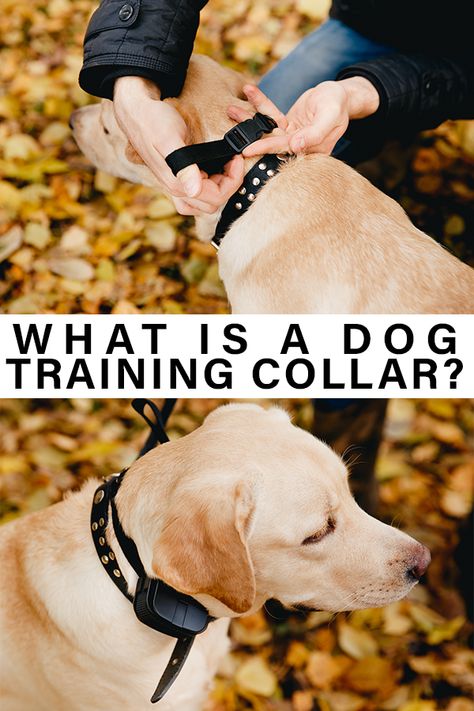 Puppy Training With Shock Collar, Dog Training Commands, Esa Dog Training, Basic Dog Training Commands, Guard Dog Training, Dog Clicker Training, Dog Jumping, Top Dog Breeds, Elderly Dogs