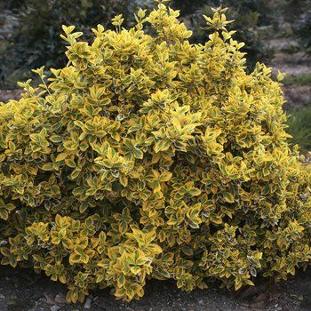 RX_1808_Plants You Should Never Bring Home from the Nursery_Golden Euonymus Garden Ground Cover, Golden Euonymus, Medieval Garden, Bradford Pear Tree, Euonymus Fortunei, Garden Ground, Leyland Cypress, Autumn Clematis, Fast Growing Plants