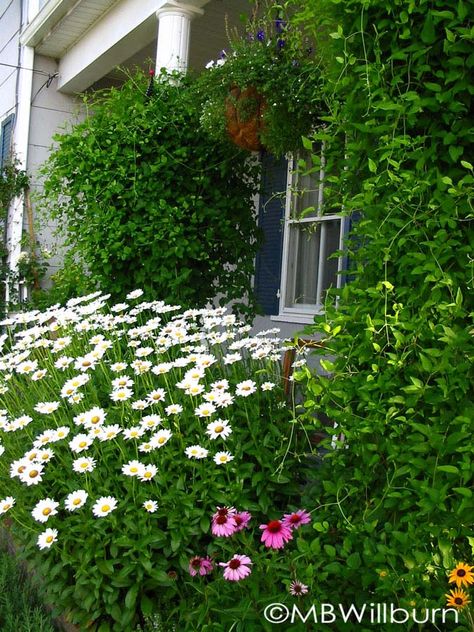 Leucanthemum x superbum | shasta daisy | 'Becky' a perennial plant associations Perennial of the Year | A true staple for the perennial border. Shasta Daisy Becky, Becky Shasta Daisy, Shasta Daisy, Shasta Daisies, Border Ideas, Garden Border, Perennial Border, Dream Yard, Garden Borders