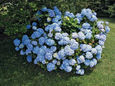 WSHG.NET | All About Hydrangeas | WestSound Home & Garden When Do Hydrangeas Bloom, Blooming Shrubs, Big Leaf Plants, Backyard Envy, Stacked Pots, Pruning Plants, Pruning Hydrangeas, Large Hydrangea, Hydrangea Landscaping