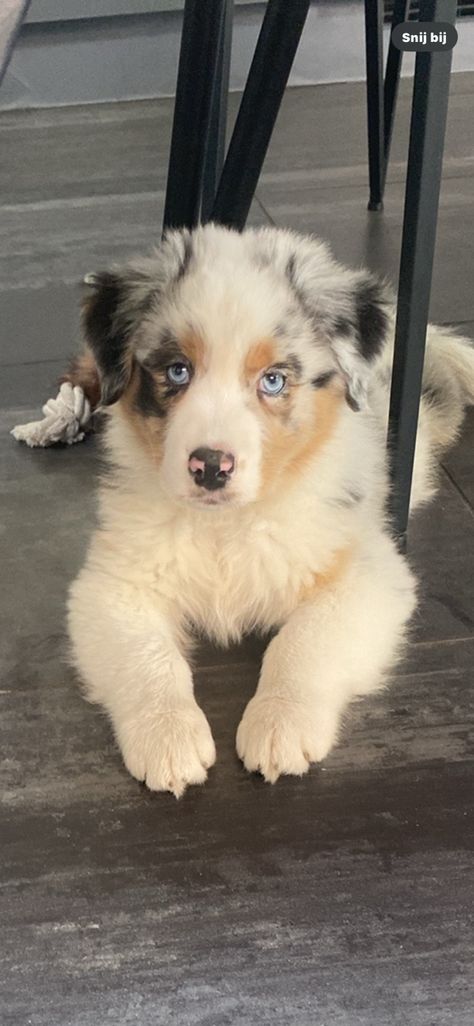 A Dog, Dogs Breeds, Mini Australian Shepherd, Aussie Shepherd Puppy, Dog Aesthetic Australian Shepard, Mini Australian Shepherd Full Grown, Australian Shepherd Blue Merle Puppy, Australian Shepherd Mixed With Husky, Aussies Puppies