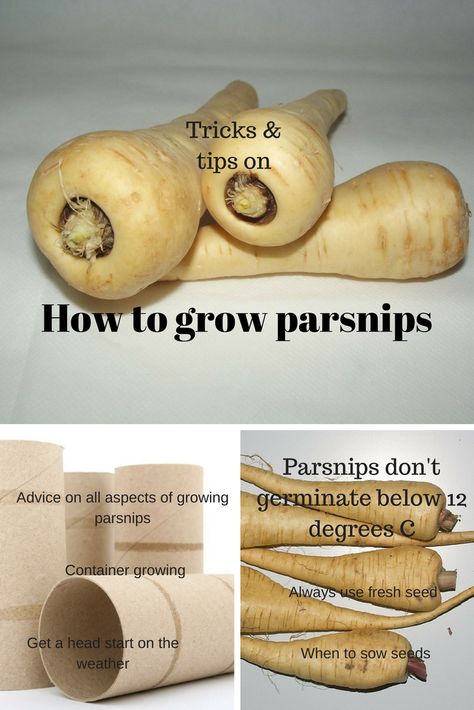 How to grow parsnips growing-guides.co.uk Growing Parsnips, Vegetable Planting Guide, Seeds Growing, Growing Organic Tomatoes, Growing Carrots, Gardening Zones, Organic Tomatoes, Garden Veggies, Home Vegetable Garden