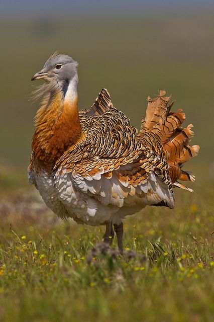 Northern Morocco, Gamebirds, Bird Barn, Incredible Creatures, Bird Watcher, All Birds, Exotic Birds, Central Europe, Pretty Birds