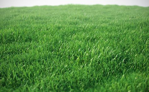 Free Proxy Grass Scene by Josef Bsharah - C4D Vray Source Bermuda Grass Seed, Natural Lawn, Rye Grass, Green Grass Background, Bermuda Grass, Grass Background, Grass Wallpaper, Lawn Care Tips, Types Of Grass