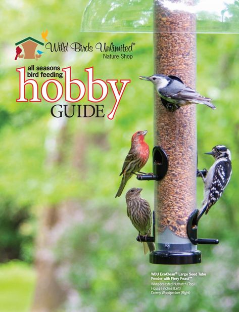 Wild Birds Backyards, Wild Birds Photography, Wild Birds Unlimited, Bird Feeding Station, Downy Woodpecker, Bird Feeding, Memory Care, Rare Birds, Wild Bird