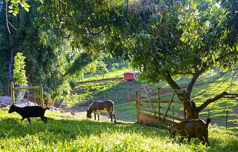 Tour the Sanctuary | Leilani Farm Sanctuary Desire List, Farm Hotel, Maui Resorts, Animal Rescue Center, Goat Yoga, Farm Sanctuary, Success Manifestation, Maui Vacation, Farm Tour