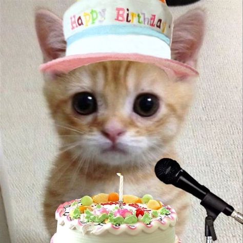 Happy Birthday Fun, Birthday Stickers, Birthday Fun, Cat Photo, Cute Cats, Happy Birthday, Kitty, Collage, Memes