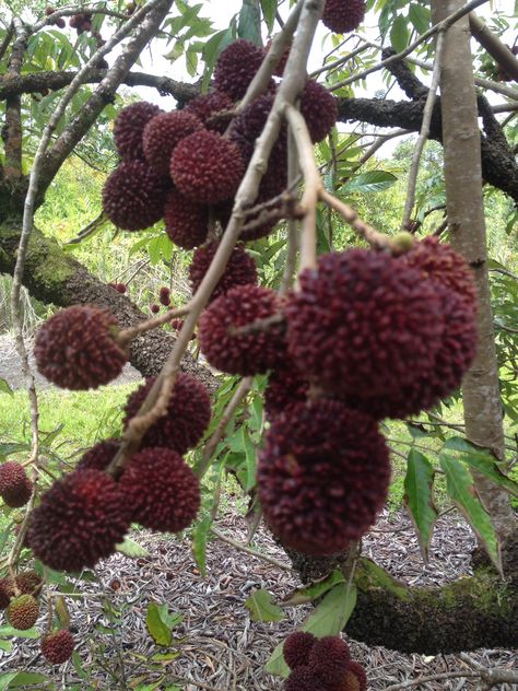 Pulasan Pulasan Fruit, Giant Vegetable, Modern Agriculture, Chat Board, Beautiful Fruits, Fruit Plants, Exotic Fruit, Tropical Fruits, Fruit And Veg