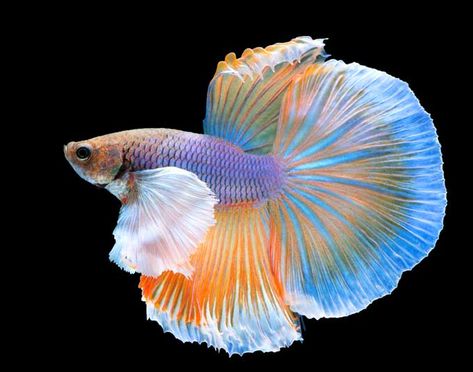 Do Betta Fish Have Teeth? (What You Need To Know) - Everything For Pets! Yellow Betta Fish, Kissing Gourami, Betta Fish Types, Pretty Fish, Beta Fish, Floating Plants, Halfmoon Betta, Black Background Images, River Fishing