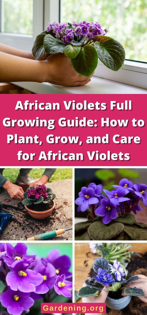 African Violet Care, Gemüseanbau In Kübeln, Garden Front Of House, Garden Hacks Diy, African Violets Plants, Sun Loving Plants, Violet Plant, Inside Plants, Container Gardening Vegetables