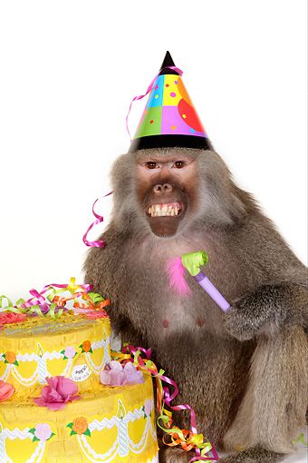 Monkey Happy Birthday, Silly Happy Birthday, Birthday Monkey, Monkey Icon, Birthday Greetings Funny, Monkey Birthday, Happy Birthday Text, Monkey Pictures, Birthday Memes