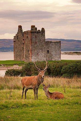 Red Deer in Lochranza Arran Scotland, Scottish History, Old Castle, Scotland Forever, Isle Of Arran, Scotland Castles, Scottish Castles, Voyage Europe, Red Deer