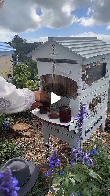 Flow® Hive on Instagram: "How much honey can you harvest from a single Flow Frame? Watch to find out…

#liveqanda #quickcuts #flowhive" Flow Hive, April 26, Planting, How To Find Out, Honey, Japan, Turn Ons, Frame, On Instagram