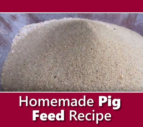 Homemade Pig Feed Recipe Pig Feeders Ideas, Pig Feed Recipes, Pigs Farming Ideas House, Pig Feeding Ideas, Diy Pig Feeder, Pig Feeders Diy Ideas, Homemade Pig Feed, Homestead Pigs, Pig Pen Ideas