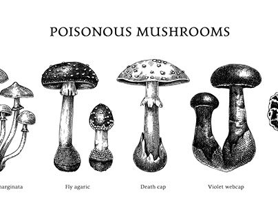 Poisonous Mushrooms Illustration, Poison Mushroom Drawing, Poison Illustration, Botanical Tattoo Sleeve, Poison Mushroom, 2024 Celebration, Personal Tattoos, Mushroom Girl, Poisonous Mushrooms