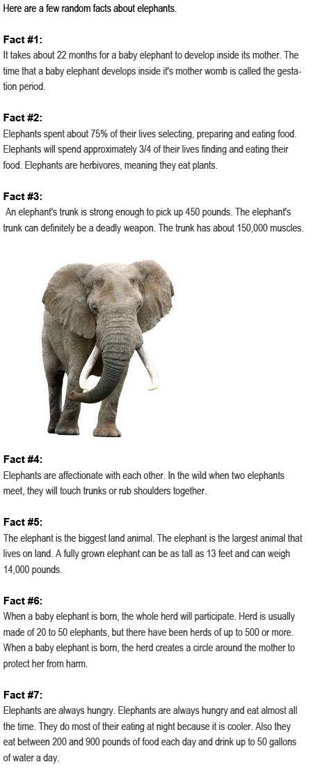 Facts about elephants for kids http://firstchildhoodeducation.blogspot.com/2013/08/facts-about-elephants-for-kids.html: Facts About Elephants, Elephants For Kids, All About Elephants, Elephant Facts, Elephants Never Forget, Save The Elephants, Whole Universe, Facts For Kids, Elephant Lover