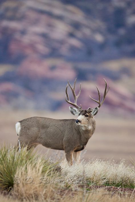 Trophy mule deer buck in Colorado | D. Robert Franz Photography Colorado Hunting, Deer Pics, Mule Deer Buck, Deer Photography, Deer Pictures, Deer Buck, Deer Painting, Elk Hunting, Mule Deer