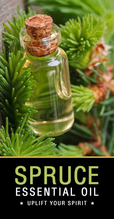 Are you an aromatherapy addict & love using essential oils? Then, you will… Spruce Essential Oil, Oil Therapy, Spruce Tips, Aromatherapy Recipes, The Spruce, Aroma Therapy, Beauty Works, Using Essential Oils, Diy Essential Oils