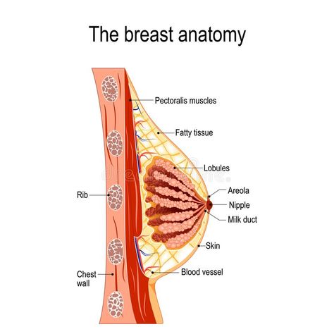 Mammary Gland Anatomy, Breast Anatomy, Pregnancy Anatomy, Anatomy Diagrams, Reflexology Benefits, Biology Diagrams, Clothes Combination, Midwifery Student, Hormone Imbalance Symptoms