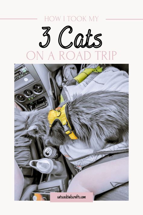 How I took my Cats on a Road Trip — Cats, Cocktails, Crafts Cat Road Trip, Cat Proofing, 3 Cats, Cat Travel, Cat Harness, Cat Tower, Litter Box, Cat Love, Subaru