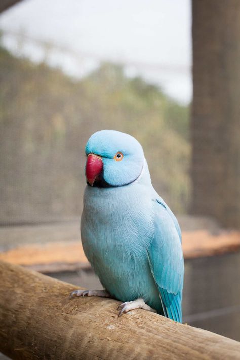 Indian Ringneck Parakeet — Full Profile, History, and Care Ring Necked Parakeet, Pet Birds Parrots, Parrot Drawing, Indian Ring, Ring Neck, Blue Parrot, Parrot Pet, Parrots Art, Sunflower Pictures