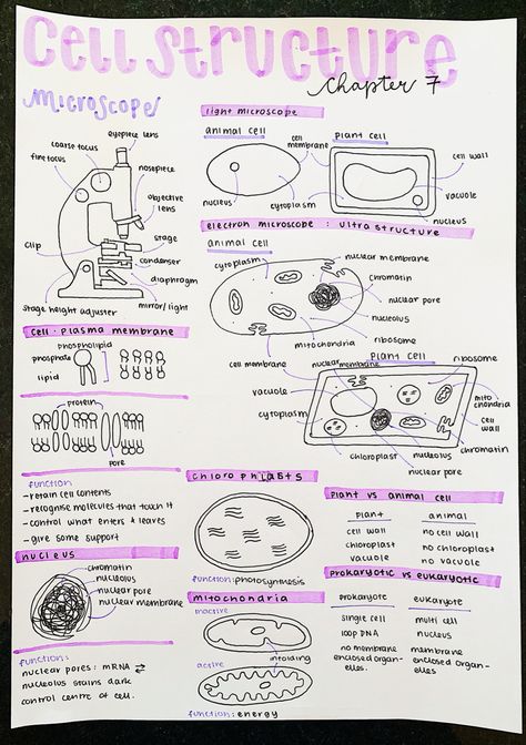 Microscope Notes Biology, Notes Aesthetic Biology, Microscope Notes, Study Notes Biology, Physiology Aesthetic, Science Notes Aesthetic, Microscope Aesthetic, Aesthetic Biology Notes, Medical School Notes