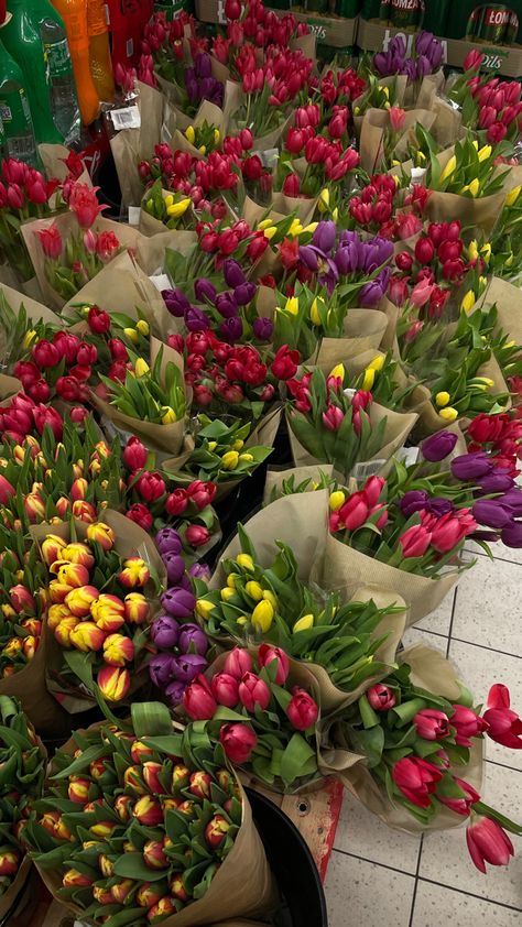 Colourful Tulips, East Coast Aesthetic, Purple Tulips, Nothing But Flowers, Nature Plants, Flowers For You, Flower Therapy, Luxury Flowers, Beautiful Bouquet Of Flowers