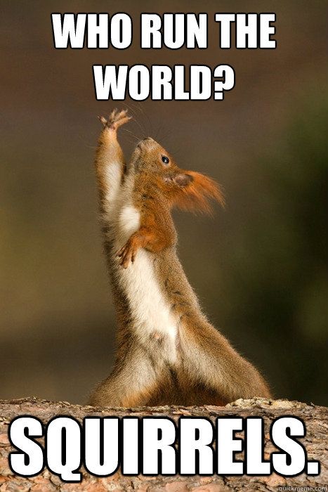 "... I can't believe I am pinning things for you to see... @Amber Roth" Because my roommate gets me. :) Squirrel Memes, Dance Memes, Squirrel Funny, A Squirrel, Memes Humor, Dance Teams, Funny Animal Memes, Funny Animal Pictures, Animal Memes