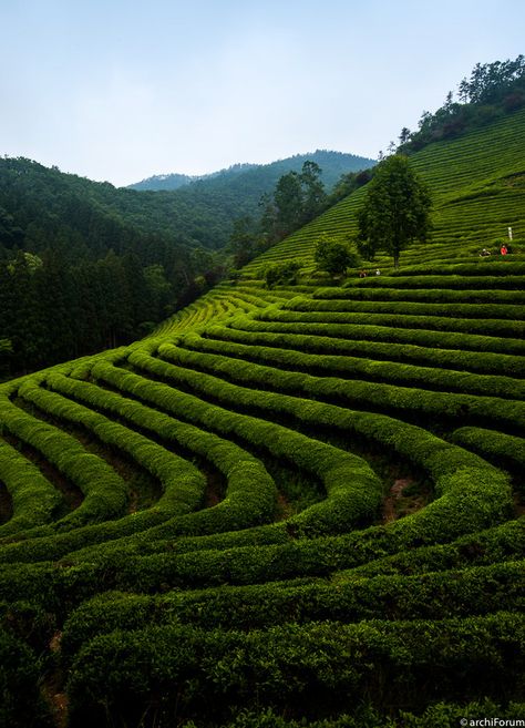 green tea farm Tea Fields Photography, Tea Farm Photography, Cropping Photography, Tea Farm, Farm Photography, Poster Background Design, Fields Photography, Travel Vlog, Tea House