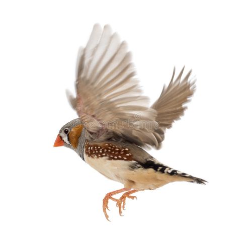 Zebra Finch flying, Taeniopygia guttata, against. White background , #AD, #flying, #Finch, #Zebra, #Taeniopygia, #background #ad Finch Flying, Finch Tattoo, Zebra Finch, Finches Bird, Kinds Of Birds, Nature Birds, Yellow Bird, Pottery Sculpture, Pretty Birds