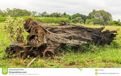 Christmas Tree Drawing, Tree Logs, Fallen Tree, Giant Tree, Tree Images, Tree Trunks, Music Files, Tree Stump, Banner Printing