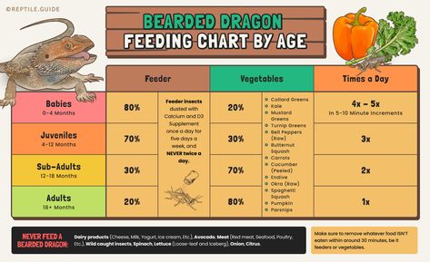 Bearded Dragon Feeding Schedule, Bearded Dragon Feeding, Eating Once A Day, Diy Reptile, Dragon Pet, Bearded Dragon Terrarium, Bearded Dragon Food, Greens Supplement, Bearded Dragon Diet