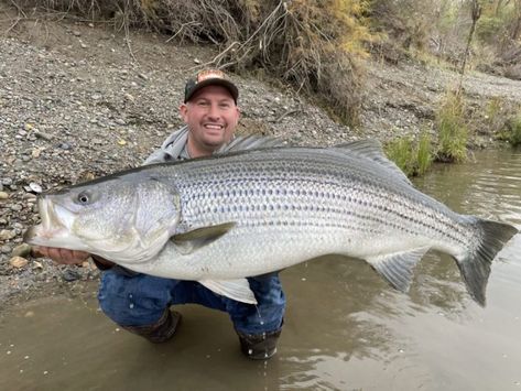 Fisherman Lands MONSTROUS 52-Pound Striped Bass on the Sacramento River - Active NorCal Striped Bass Fishing, Photos Of Fish, Monster Pictures, Sacramento River, Monster Fishing, Bass Fish, Striped Bass, Open Ocean, Catching Fish