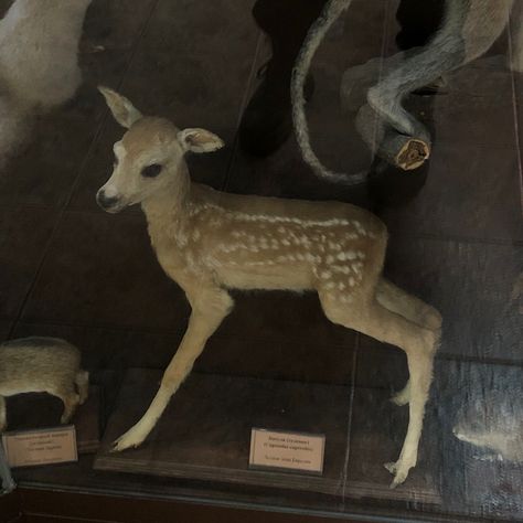 Taxidermy Aesthetic, Deer Taxidermy, Taxidermy Deer, Fresh Meat, Taxidermy, Deer, Room Decor, Meat