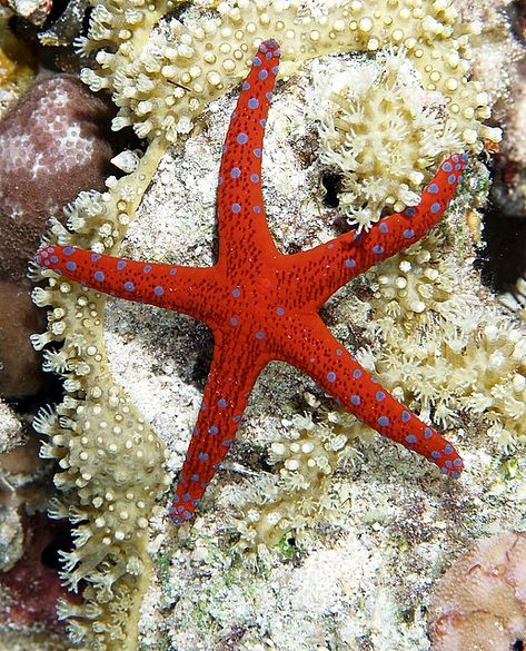 Seastar | Nice seastar taken on night dive at Ras Caty | Nikki van Veelen | Flickr Brittle Star, Beneath The Sea, Sea Stars, Stella Marina, Beautiful Sea Creatures, Water Animals, Underwater Creatures, Underwater Life, Star Fish