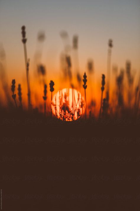 Cowboy Song, Macro Photography Tips, Fall Sunset, Walking Meditation, Golden Hour Photos, Golden Hour Photography, Silhouette Photography, Beautiful Silhouette, Farm Ideas