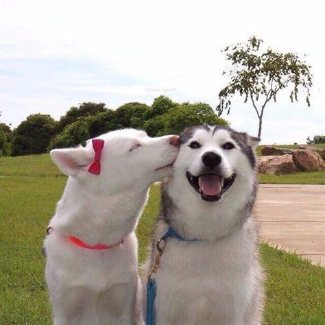 Cute Animal Couples, Mini Husky, Animal Couples, Animals In Love, Amstaff Puppy, Heartwarming Pictures, Dog Breath, Me And My Bf, Akita Dog