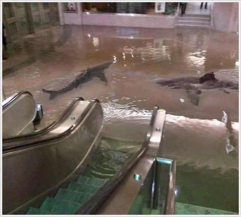 Percy was at the mall. I THINK THIS MIGHT OF BEEN A PICTURE OF THE NASHVILLE MALL AFTER THE FLOOD IN 2010. THE AQUARIUM RESTRAUNT WAS IN IT. Alevel Photography, Image Prompts, Novel Inspiration, Royal Bank, Sidewalk Art, Liminal Space, 3d Street Art, Liminal Spaces, Shark Week