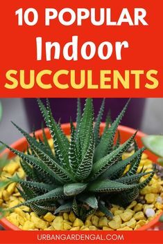 Cute Succulent Pots, Suculent Plants, Succulent Outdoor, Types Of Succulents Plants, Grow Succulents, Low Maintenance Indoor Plants, Indoor Succulents, Succulent Bowls, Succulent Garden Indoor