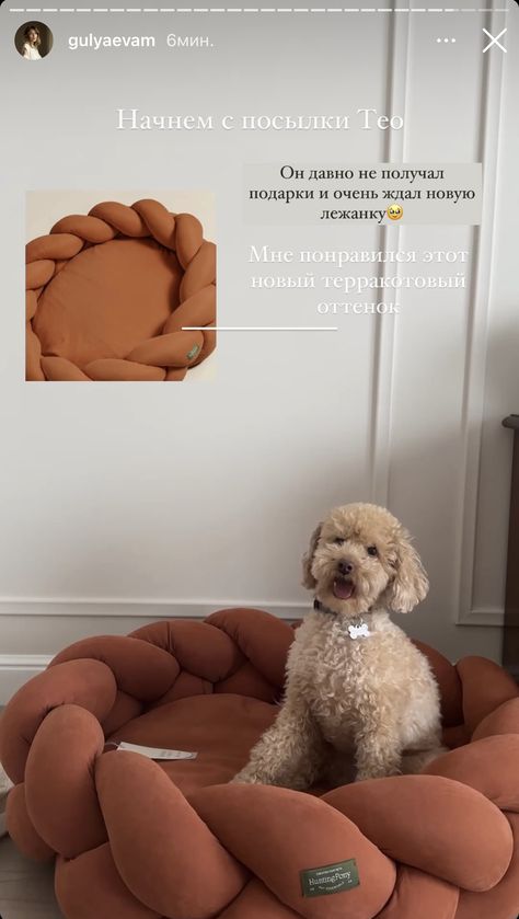 Puppy Corner Ideas, Puppy Setup, Dog Stuff Organization, Apartment Dog, Dog Room Decor, Dog Travel Accessories, Mirror Decor Living Room, Puppy Room, Dog Organization