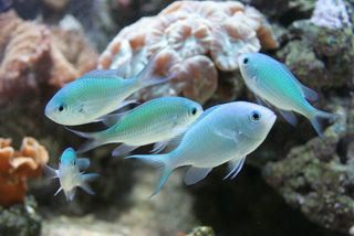 Chromis viridis - Blue green Chromis Chromis Fish, Saltwater Fish, Saltwater Tank, Animal References, Marine Fish, Saltwater Aquarium, Beautiful Fish, Marine Biology, Colorful Fish