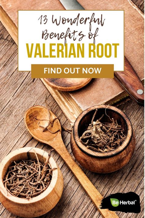 Valerian Root Tincture, Benefits Of Valerian Root, Valerian Benefits, Valerian Root Benefits, Valerian Root Tea, Herb Medicine, Valerian Tea, Valeriana Officinalis, Herbal Academy